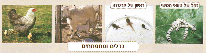 (בספר תמונה, היעזר במנחה)